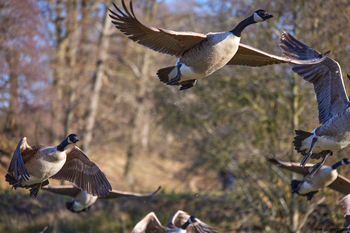 Geese in flight The image depicts a group of geese in flight above a natural landscape during the early afternoon in winter. The photograph showcases the animals against a backdrop of leafless trees, highlighting the seasonal aspect of nature. The geese are captured mid-air, with their wings extended, displaying typical behavior of this migratory species. This is a nature photograph illustrating the interaction of animals within their environment. The early afternoon sunlight and the bare branches indicate that the season is winter, adding context to the presence and movement of the geese in their habitat.